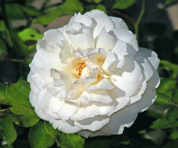 Duchesse de Brabant photo ddb2013_08290016_zpsa38e867f.jpg